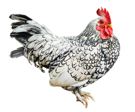 Isolated on white background. Cock crowing in front of white background. Farm animals. White and black isolated rooster full size.の写真素材