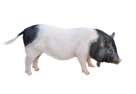 Funny spotted vietnamese piglet isolated on white. Pot-bellied young pig full length isolated on white background. Farm animals.の写真素材
