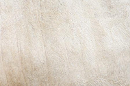 White hair cow skin - real genuine natural fur, free space for text. Cowhide close up. Texture of a white cow coat. White fur background.の写真素材