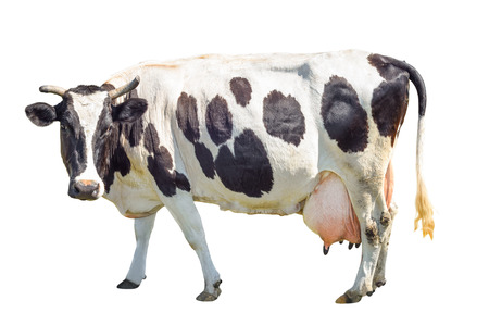 Black and white cow with a large udder isolated on white background. Spotted funny cow full length isolated on white. Farm animalsの写真素材