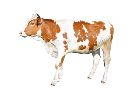 Beautiful young cow isolated on white background. Funny red and white spotted cow full length isolated on white background.の写真素材