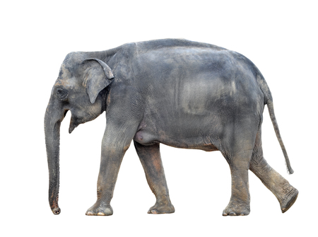 Big gray walking elephant isolated on white background. Standing elephant full length close up. Female Asian elephant.の写真素材
