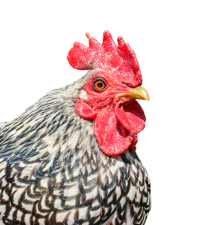 Gorgeous rooster head close up. Motley cock isolated on white background. Portrait of young, beautiful rooster with bright red crest and yellow beak.の写真素材
