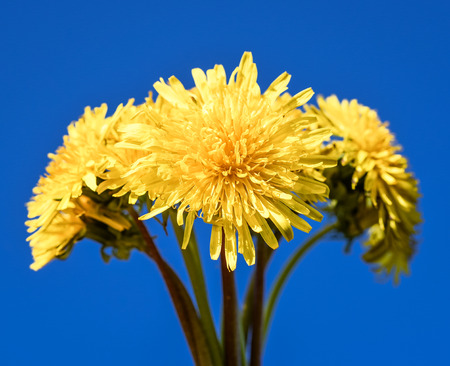Bouquet of dandelions and bright blue sky as background. Yellow dandelion flowers, Taraxacum...
