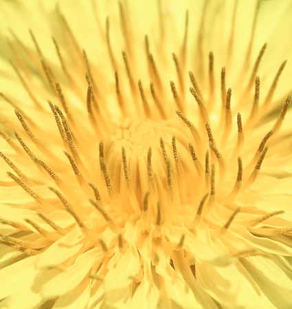 Dandelion flower close up. Yellow dandelion spring flower. Yellow flower texture. Mock up or template.の写真素材
