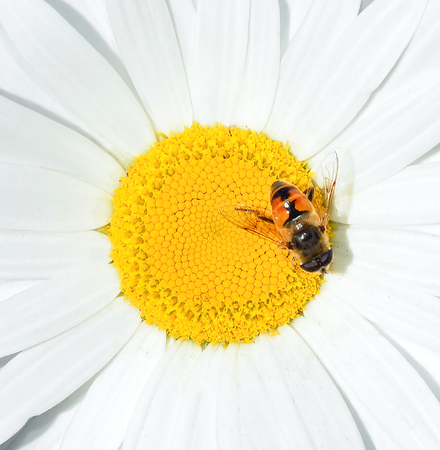 Chamomile and a bee close up. Camomile flower head. Summer floral background. Daisy close upの写真素材