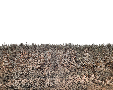 Bulrush texture close up. The texture of the dry reeds. Yellow reeds. A roof made of reeds or...