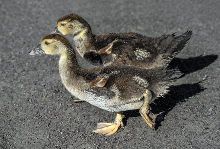 Portrait of two little funny ducklings. Two ducklings walking somewhere. Farm animals or birds