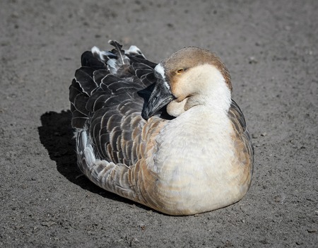 Funny goose bird sitting in the sun on a farm. Farm animals. Goose are waterbird.