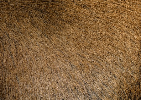 Brown hair goat skin - real genuine natural fur, free space for text. Goat fur close up. Texture of a light brown animal fur coat. Brown short hide background.の写真素材