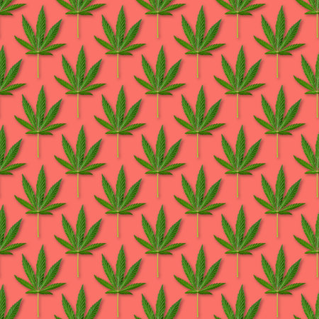 Hemp or cannabis leaves seamless pattern. Close up of fresh Cannabis leaves on pink backgroundの写真素材