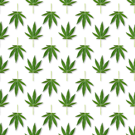 Hemp or cannabis leaves seamless pattern. Close up of fresh Cannabis leaves on white backgroundの写真素材
