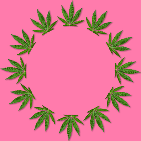 Hemp or cannabis leaves round frame. Floral round frame made of cannabis leaves on pink background. Top viewの写真素材