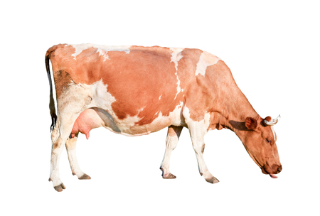 ?ow full length isolated on white background. Spotted red and white cow standing in front of white background. Farm animalsの写真素材