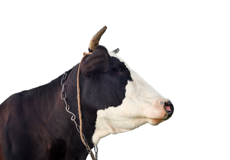 Cow portrait close up. Funny black and white cow isolated on white. Farm animals.の写真素材