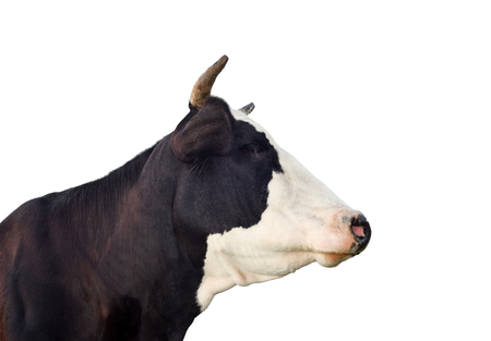 Cow portrait close up. Funny black and white cow isolated on white. Farm animals.の写真素材