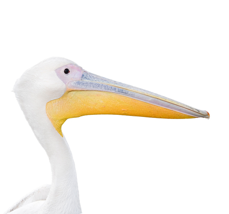 Big beautiful white pelican portrait isolated on white. Funny cute zoo bird. Pelican - large water bird on whiteの写真素材