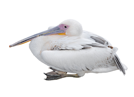Big beautiful white pelican lies isolated on white. Funny cute zoo bird. Pelican - large water bird on whiteの写真素材