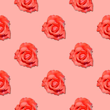 Coral Rose seamless flower pattern. Summer background.の写真素材