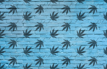 Silhouette of Hemp or cannabis leaves seamless pattern. Close up of Cannabis leaves Silhouette on blue brick wall backgroundの写真素材
