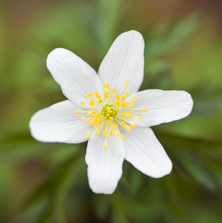 Anemone nemorosa is an early-spring flowering plant native to Europe. White early Spring flower...