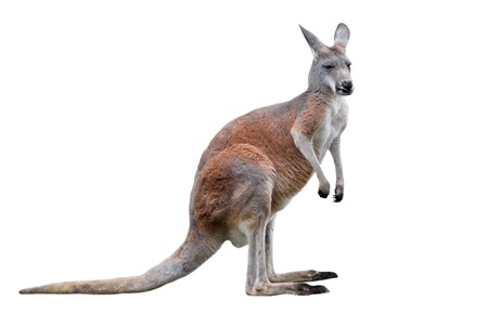 Male kangaroo isolated on white background. Big kangaroo full lengths, side view. The kangaroo is a marsupial from the family Macropodidae.の写真素材