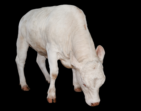 Beautiful young white cow isolated on black background. Cow full length. Farm animals. Beef cattle isolated on white.の写真素材