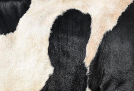 Black and White hair cow skin - real genuine natural fur, free space for text. Cowhide close up. Texture of a spotted cow coat. Fur background.の写真素材