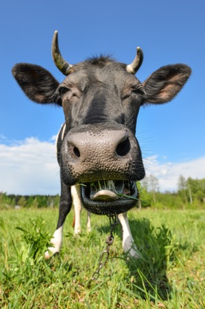The portrait of cow with big snout on the background of green field. Farm animals.の写真素材