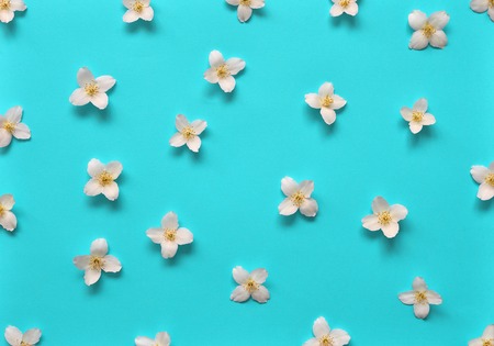 Jasmine flowers pattern top view, flat lay. Floral pattern on bright turquoise backgroundの写真素材