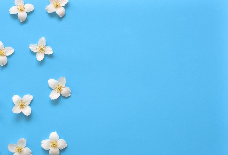 Jasmine flowers pattern top view, flat lay. Floral pattern on bright blue background with free spaceの写真素材