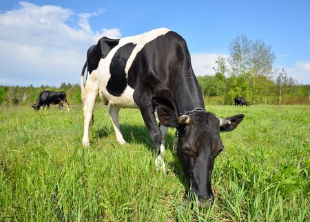 The portrait of cow with big snout graze on the background of green field. Farm animals.の写真素材