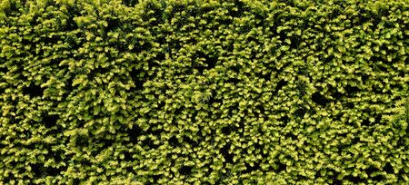 Green Yew or Taxus baccata texture. Close up background of evergreen yew tree hedgeの写真素材