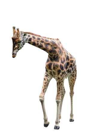Young giraffe standing full length isolated on white background. Funny walking giraffe close up. Zoo animals isolated.の写真素材