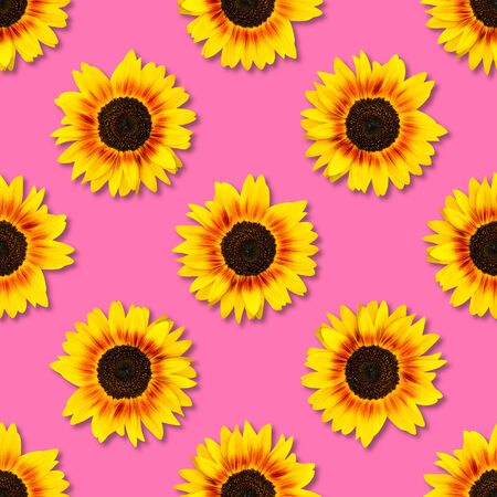 Sunflower seamless pattern. Bright yellow sunflowers on pink background. Floral pattern. Top view, flat lay.の写真素材