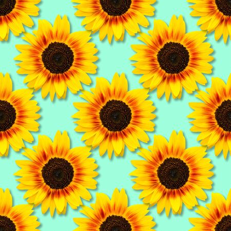 Sunflower seamless pattern. Bright yellow sunflowers on blue background. Floral pattern. Top view, flat lay.の写真素材