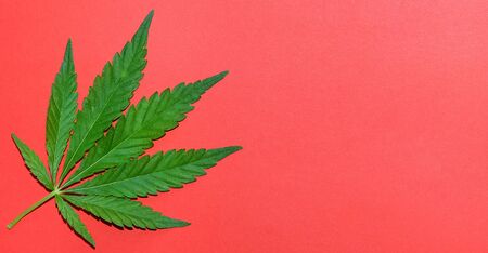 Hemp or cannabis leaf bright coral background. Top view, flat lay. Template or mock up.の写真素材