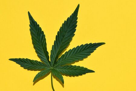 Hemp or cannabis leaf isolated on yellow. Top view, flat lay.
