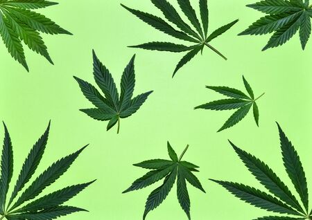 Hemp or cannabis leaves pattern with shades. Close up of fresh Cannabis leaves on green background. Top view, flat lay.の写真素材