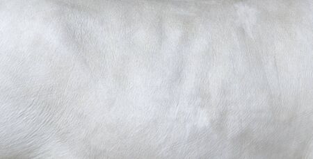 Cowhide close up. White hair cow skin. Real genuine natural fur, free space for text. Texture of a white cow coat. White fur background.の写真素材