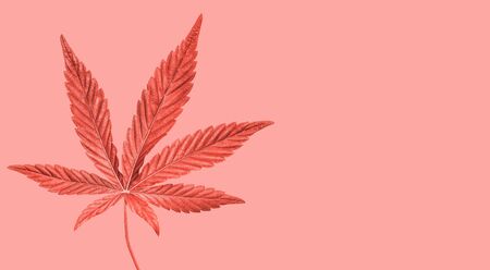 Coral painted Hemp or cannabis leaf isolated on pink or coral. Top view, flat lay. Template or mock up.の写真素材