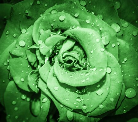 Green Rose flower head close up. Rose with water drops. Top view, deep focus. Petals of a rose close up viewの写真素材