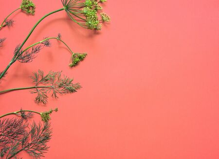 Sprig of dill isolated on pink background. Top view, flat lay. Dill with flowers. Copy space.の写真素材