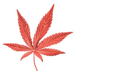 Coral painted Hemp or cannabis leaf isolated on white background. Top view, flat lay. Template or mock up.の写真素材