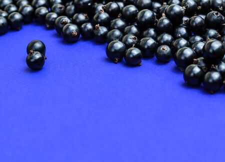 Black currant berries macro photo. Top view. Black currant on navy blue background. Summer berries.の写真素材