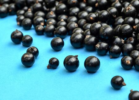 Black currant berries macro photo. Top view. Black currant on blue background. Summer berries.の写真素材