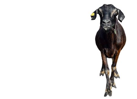 Funny black Goat isolated on white background. Goat with long ears standing full length cut out. Farm animals. Copy space.の写真素材