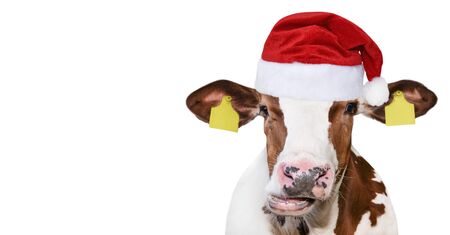 Funny cow isolated in Christmas hat. Spotted Cow portrait isolated on white. Farm animals.の写真素材