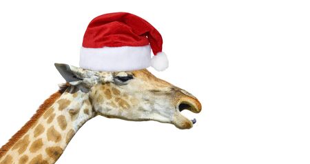 Cute giraffe head in christmas hat isolated on white background. Funny giraffe head isolated. Funny giraffe's faceの写真素材