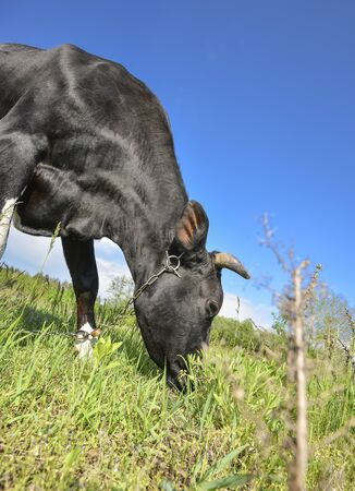 The portrait of cow on grazing on a field. Young black calf or cow eating grass. Curious amusing cow with funny big snout and natural backgroundの写真素材